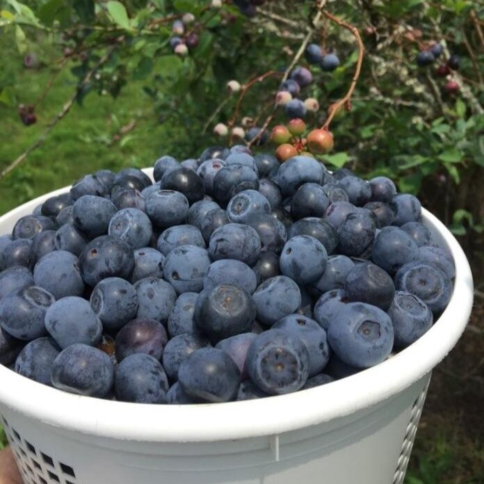 What’s at Market & GOFM To-Go: 6/6/21