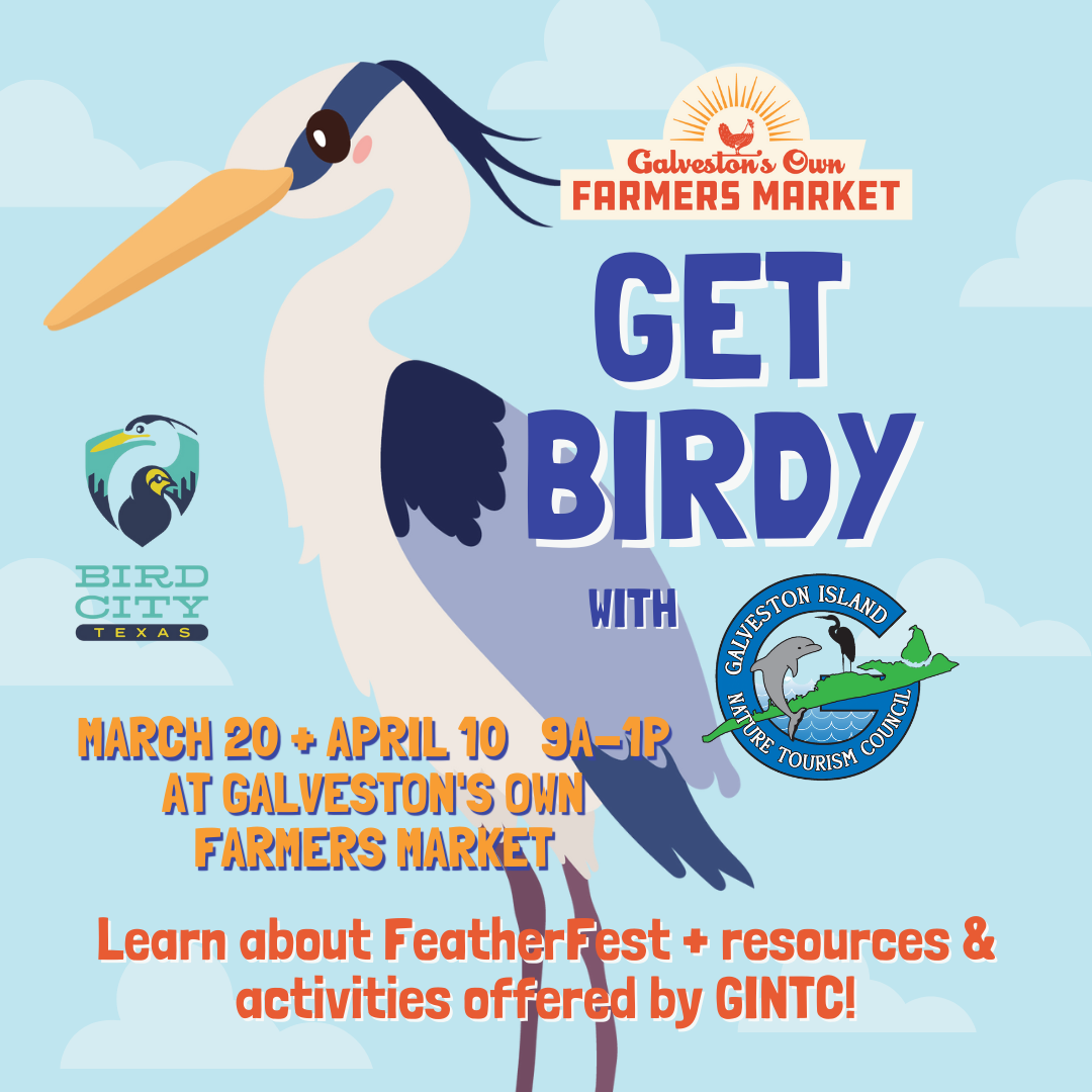Get Birdy with Galveston Island Nature Tourism
