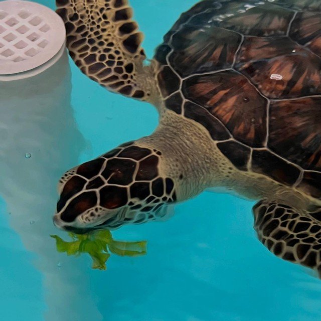 Fox 26 Houston: GOFM’s Young Gardeners Program Sea Turtle Garden
