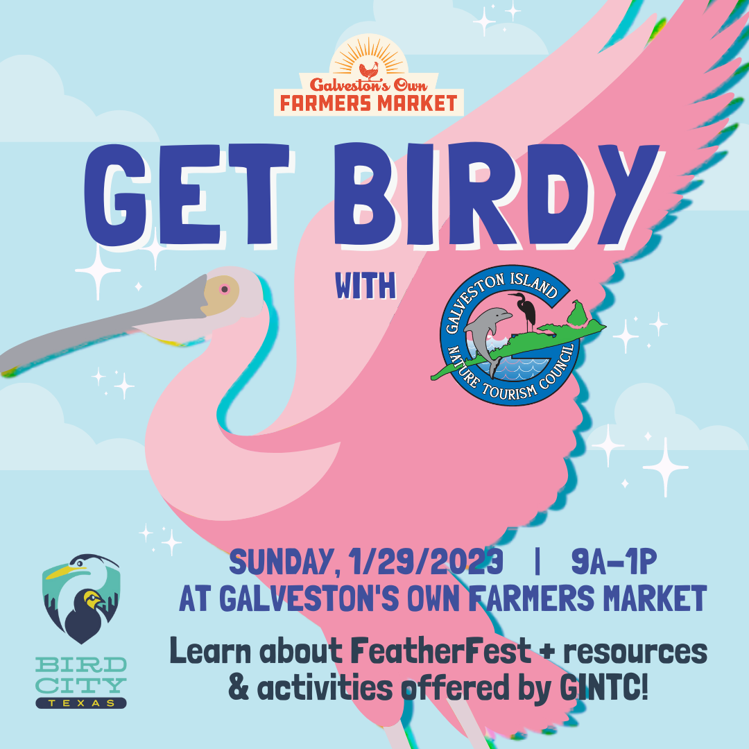 Get Birdy with Galveston Island Nature Tourism