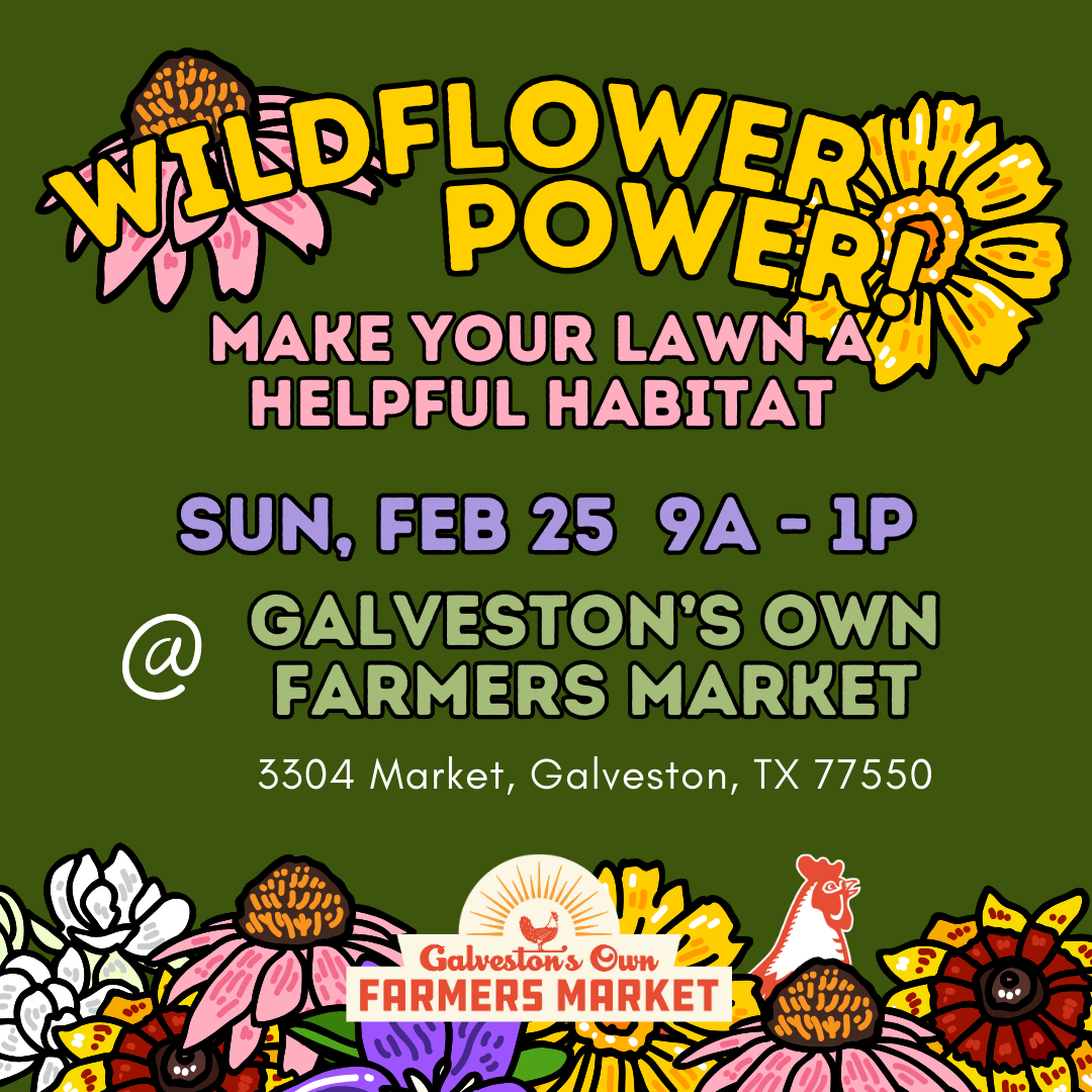 2/25 – Wildflower Power with Sasha Francis